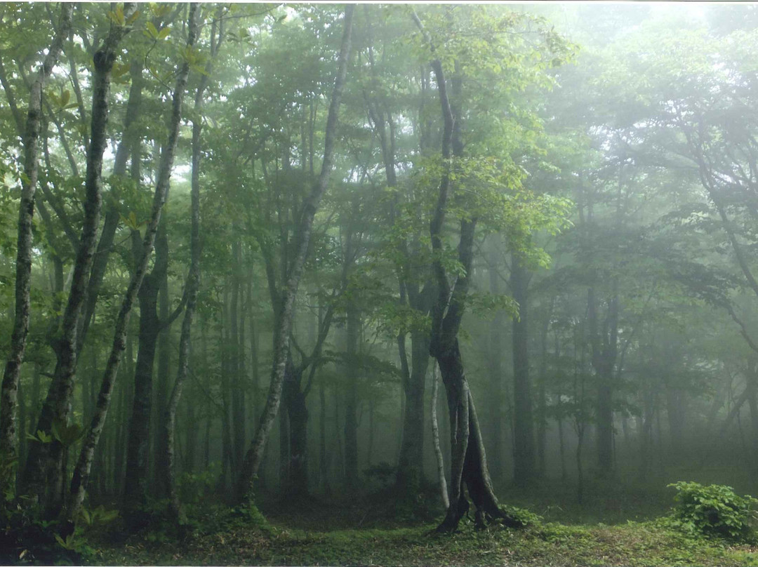 Okushiri 21Seiki Fukko no Mori