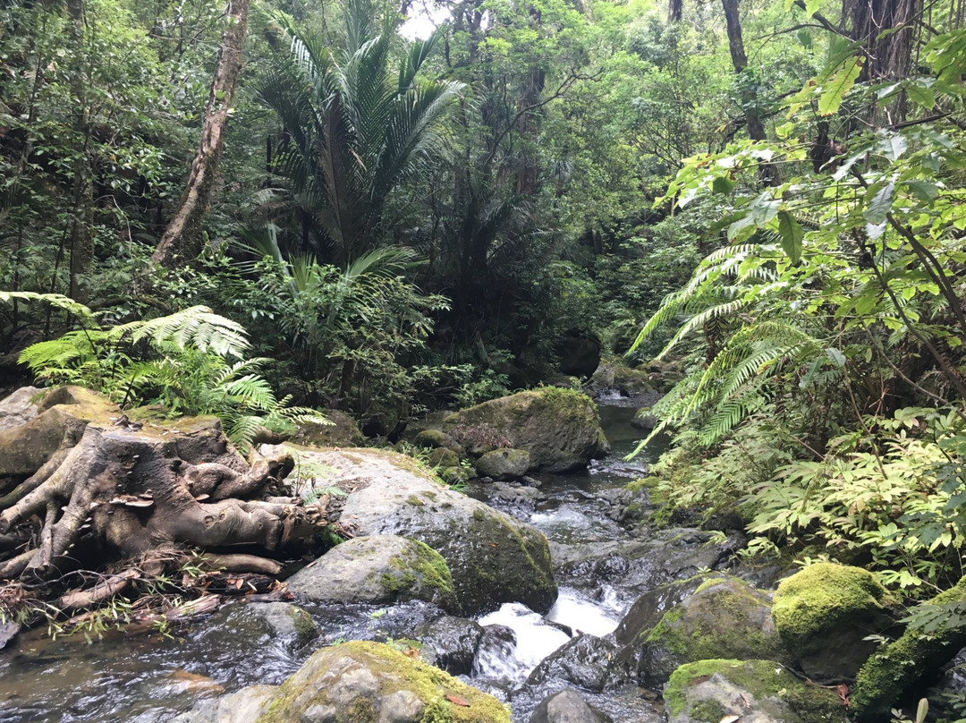 Waiotemarama Loop Track景点图片