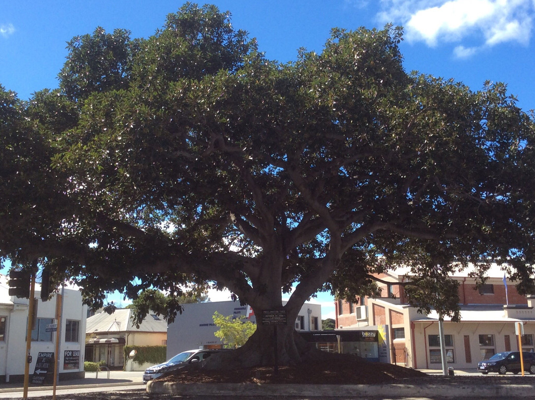Proclamation Tree & Marmion Memorial景点图片