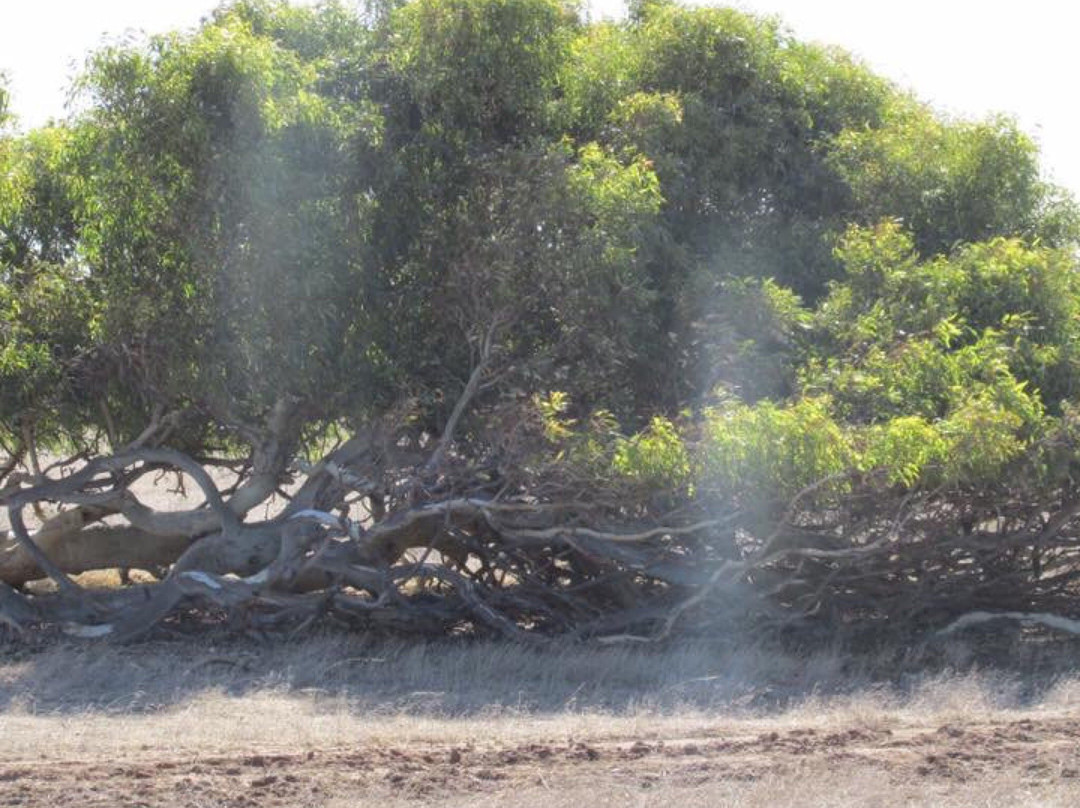 The Leaning Trees-Greenough必去景点