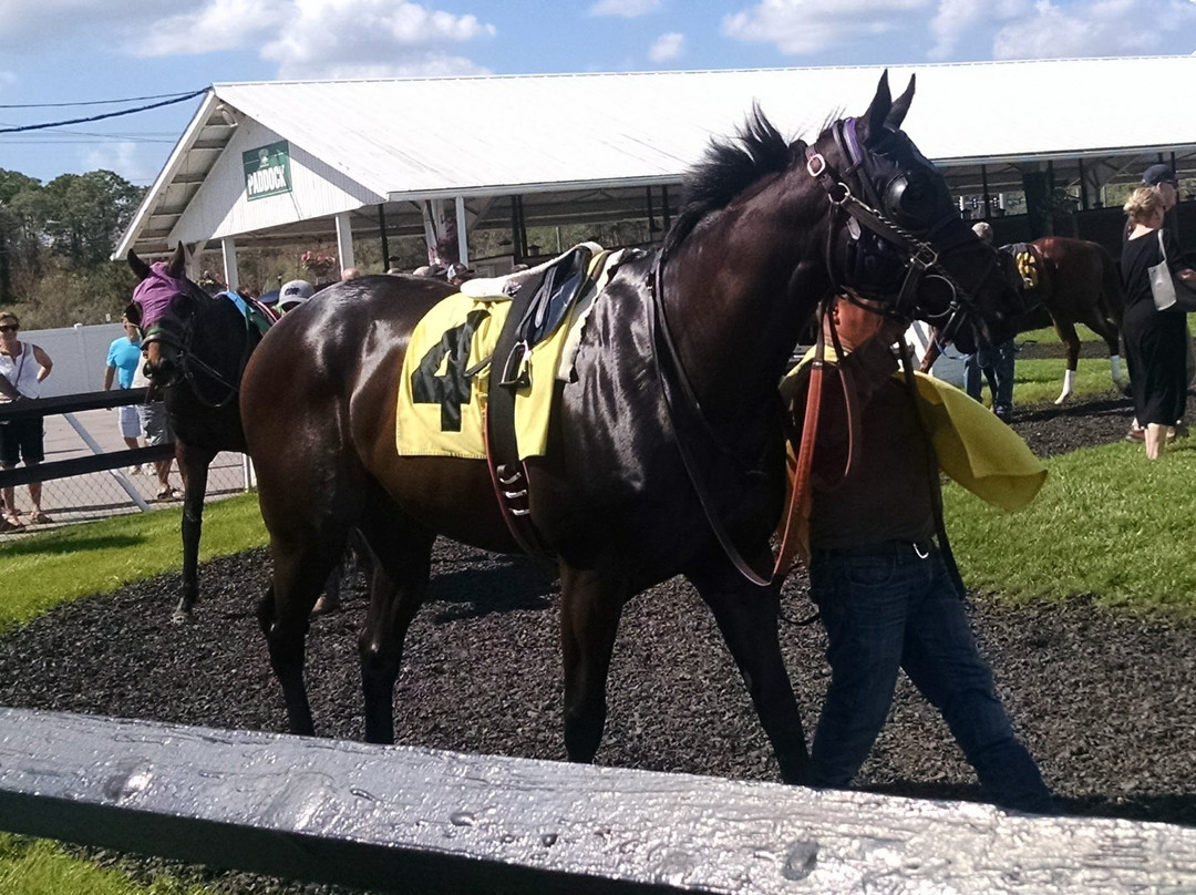 Tampa Bay Downs-坦帕必去景点