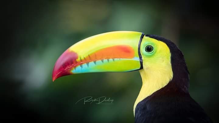 Dave & Dave's Costa Rica Nature Park景点图片