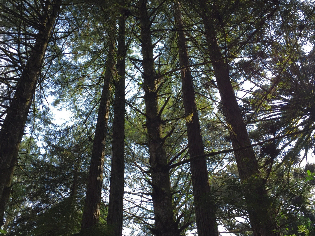 Parque das Sequoias景点图片