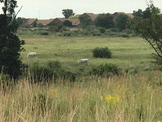 Klipriviersberg Nature Reserve Horse Trails景点图片