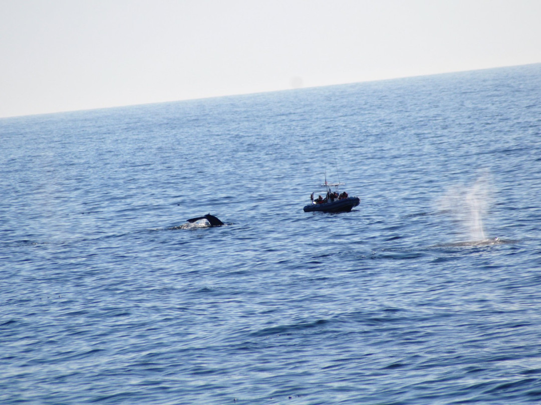 Whale Park-Depoe Bay必去景点