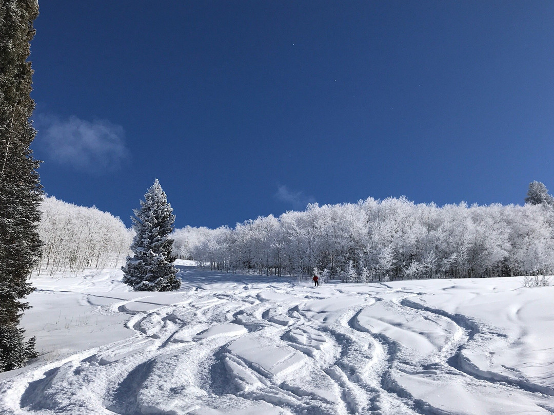 Steamboat Powdercats-斯廷博特斯普林斯必去景点