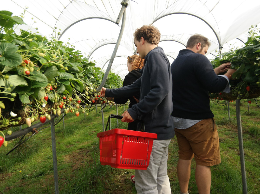 De Zelfpluktuin-特塞尔必去景点