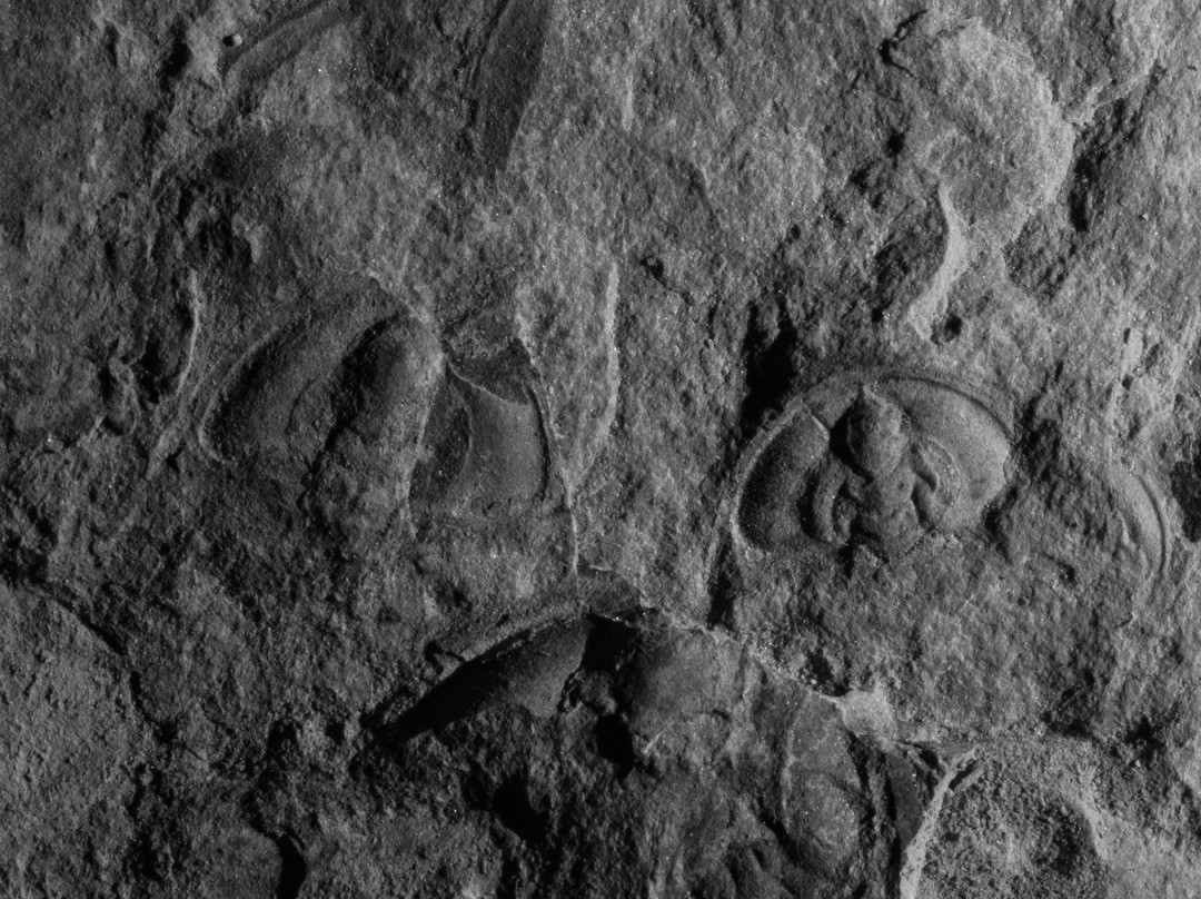 Oak Springs Trilobite Area