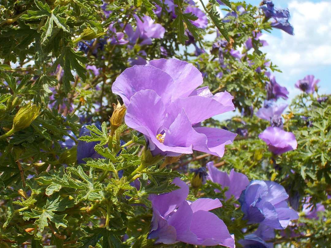 Caulfield Racecourse Reserve-Caulfield必去景点