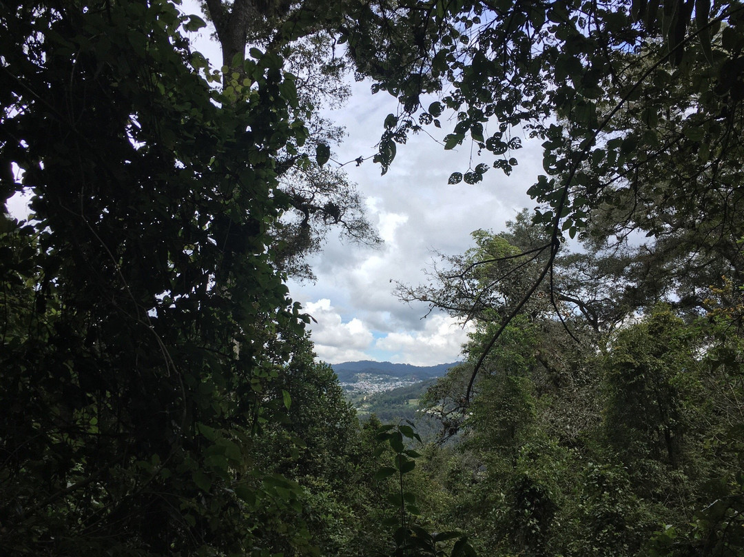 Reserva Huitepec景点图片
