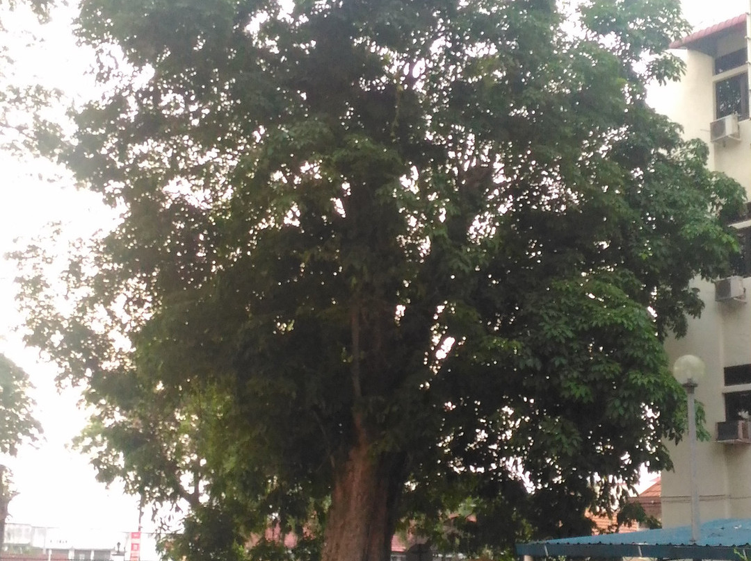 Oldest Rubber Tree-瓜拉江沙必去景点