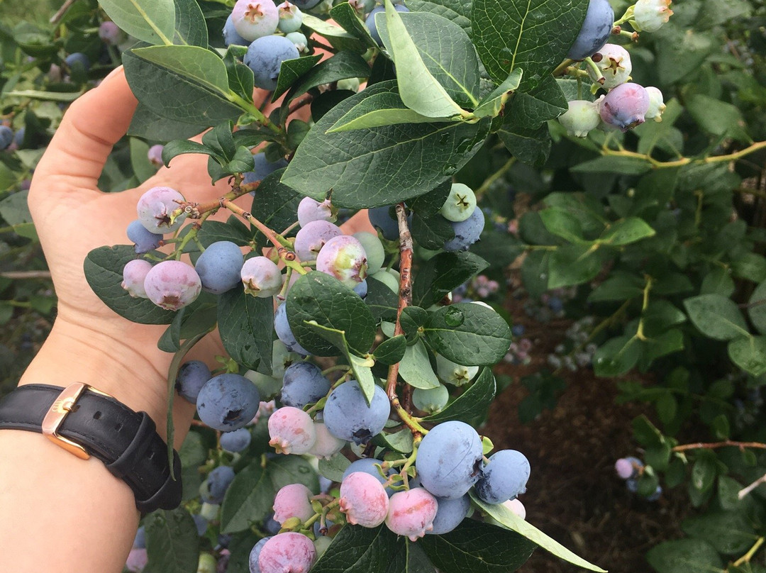 Wilmot Orchards景点图片