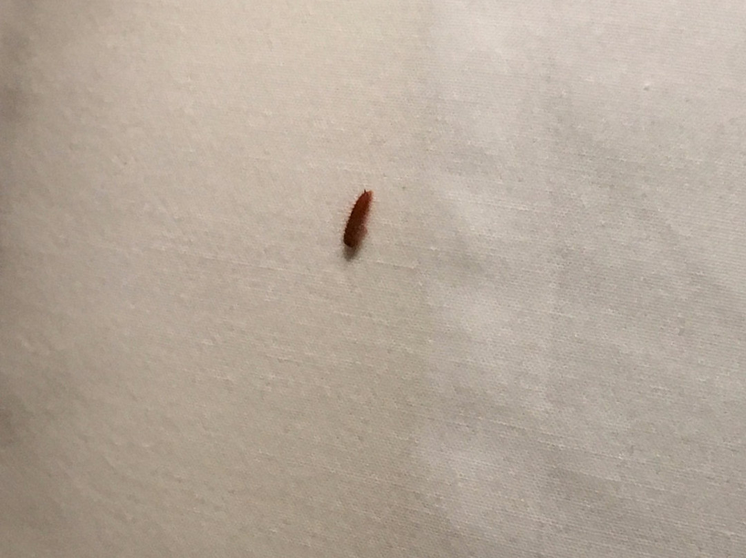 Alexander Mackenzie Hotel主图