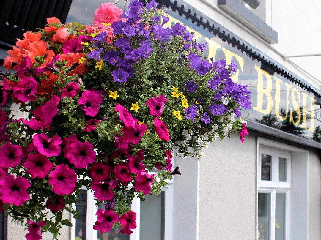 The Bush Pub-Ballysax必去景点