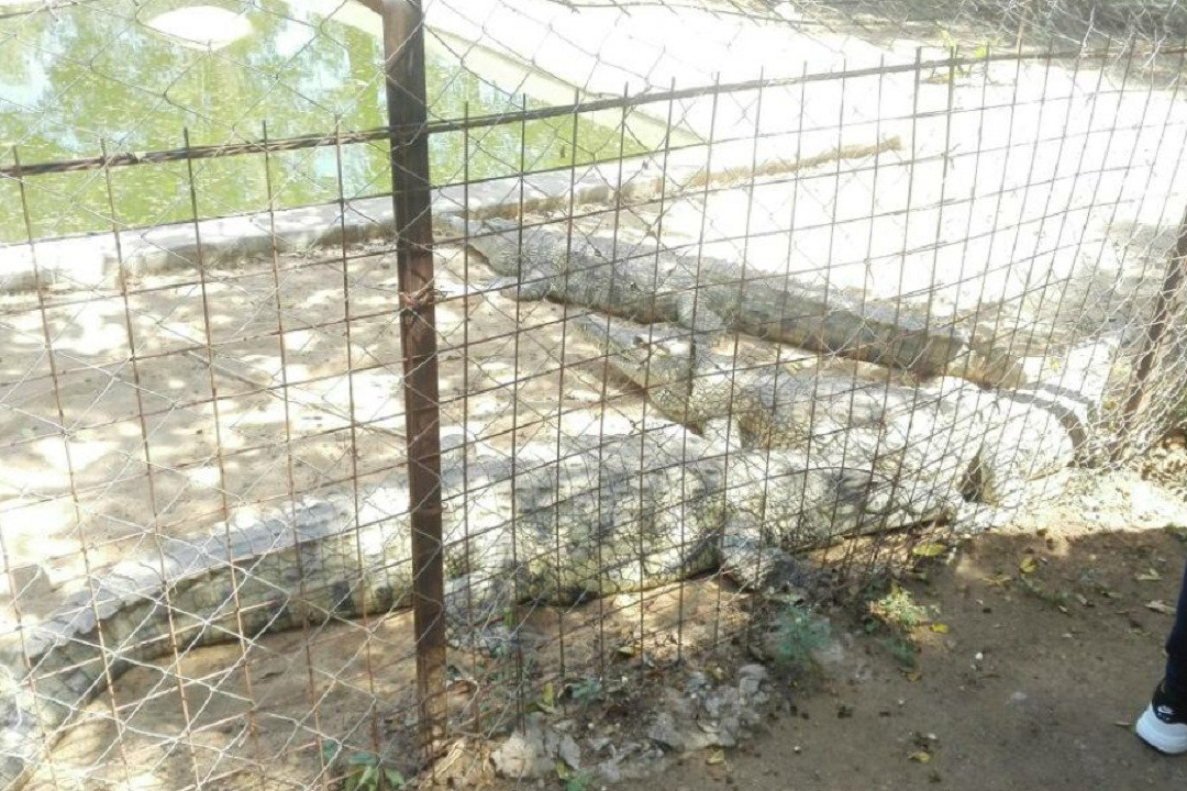 El'Molo Crocodile Park-Siaya必去景点