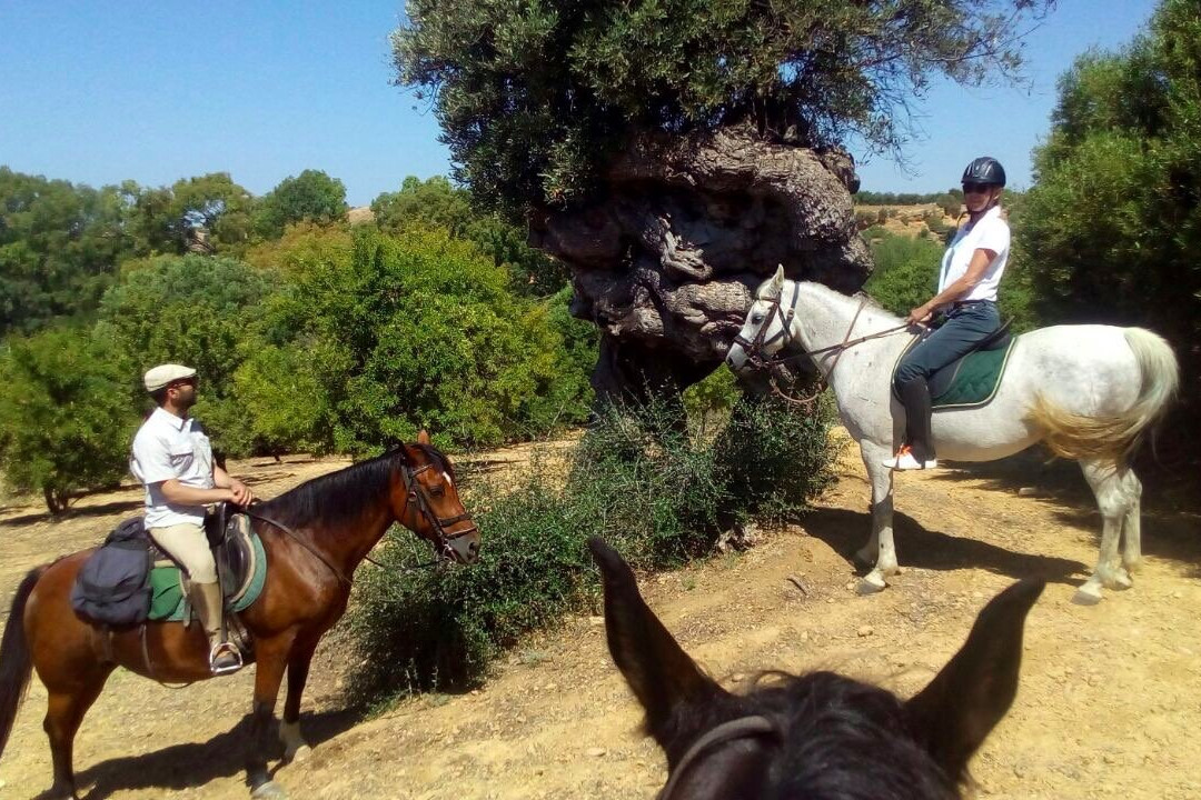 Amici del Cavallo景点图片