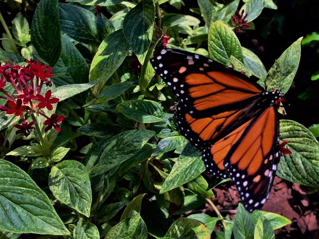 The Panhandle Butterfly House and Nature Center景点图片