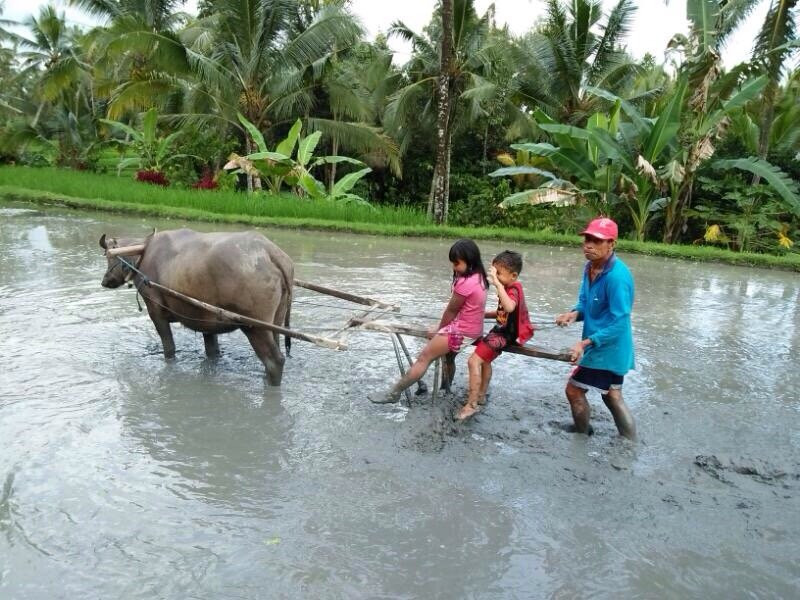 Temuku Aya - Bali Farming Life-达巴南必去景点