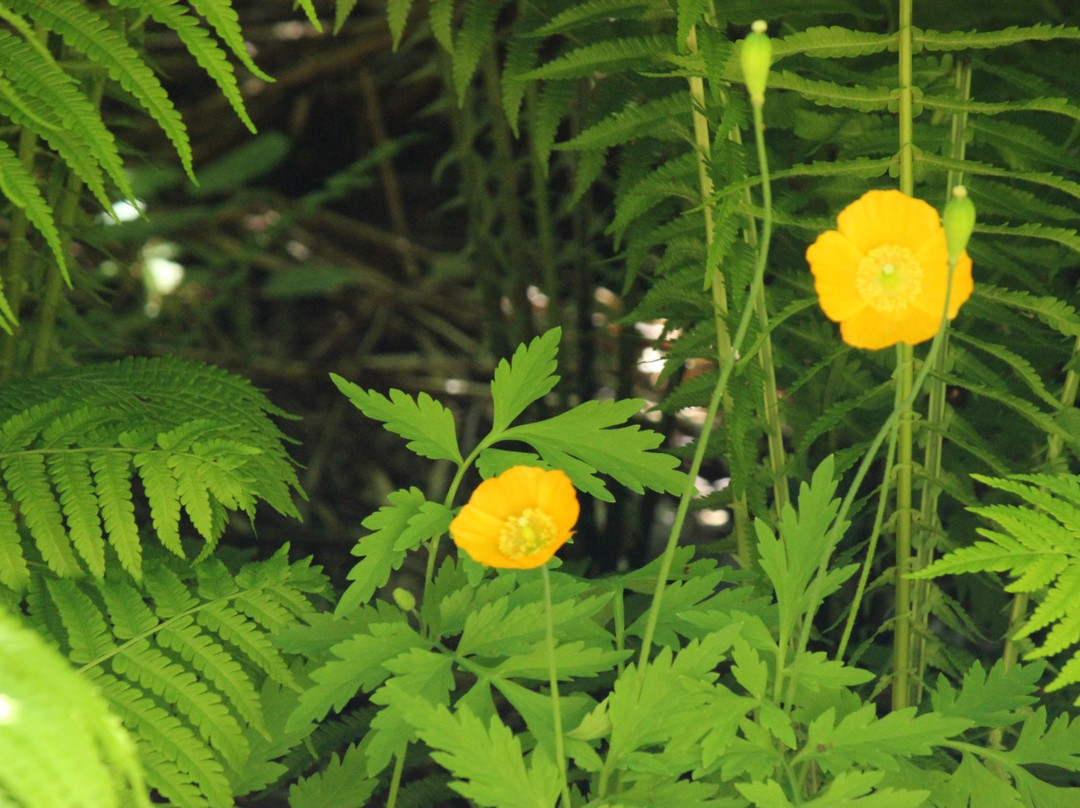 The Glades,  457 172 St, Surrey, Bc V3s 9p8-素里必去景点