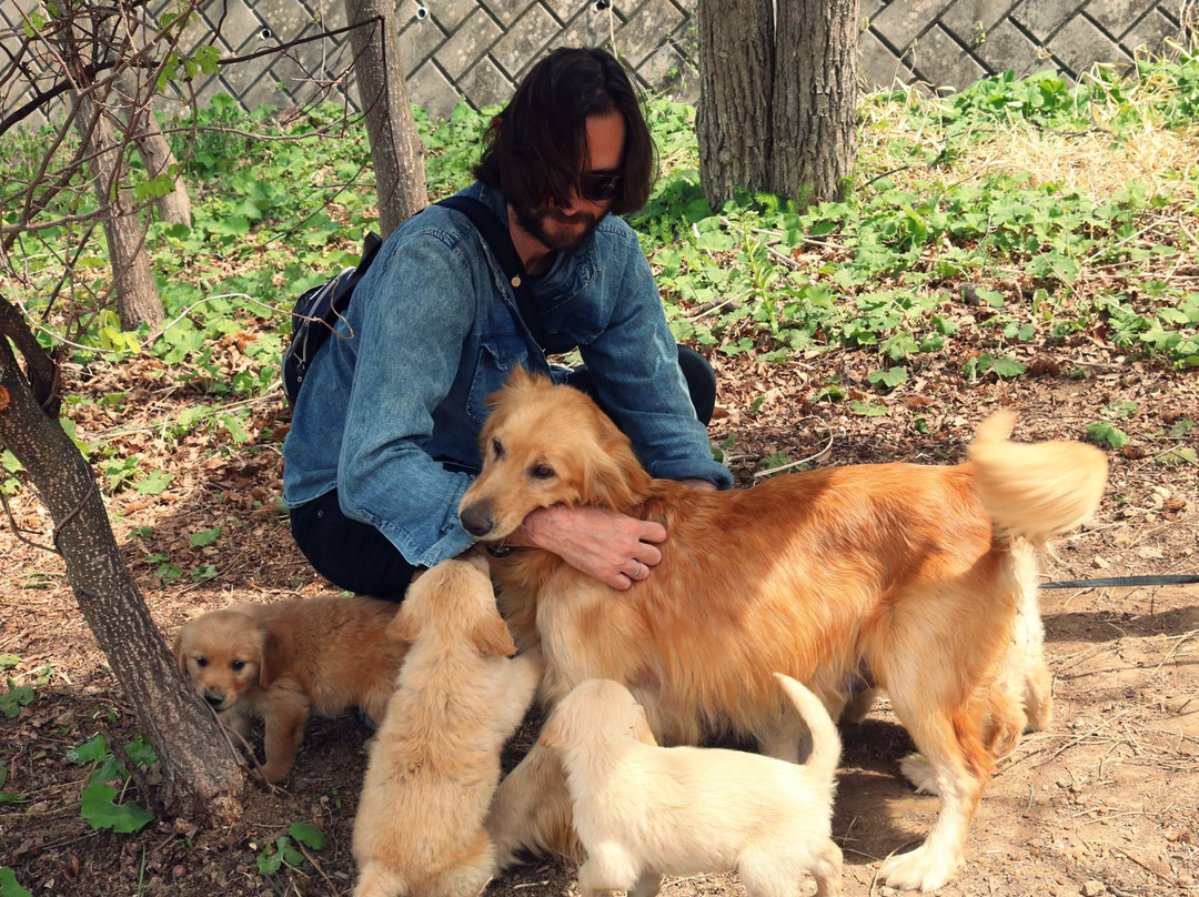 Yatsugatake Dog Farm-南牧村必去景点