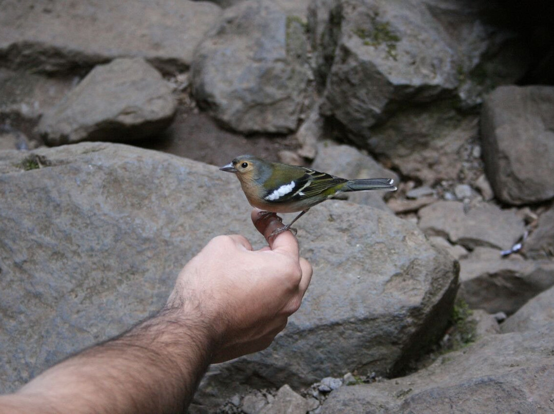 My Guide Madeira-沙尔必去景点