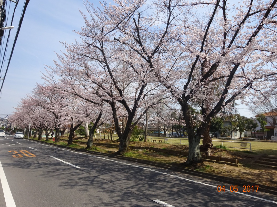 Matsudo City Cherry Blossom Festival-松户市必去景点