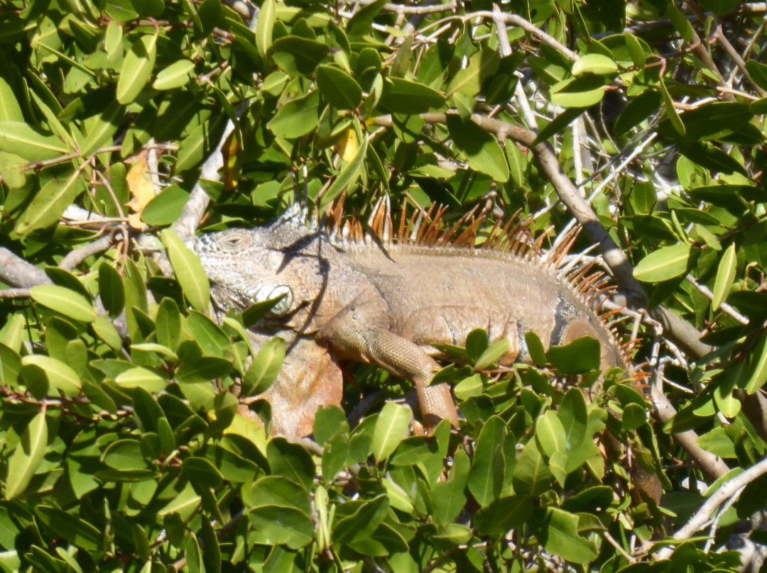 Estero Del Yugo-马萨特兰必去景点
