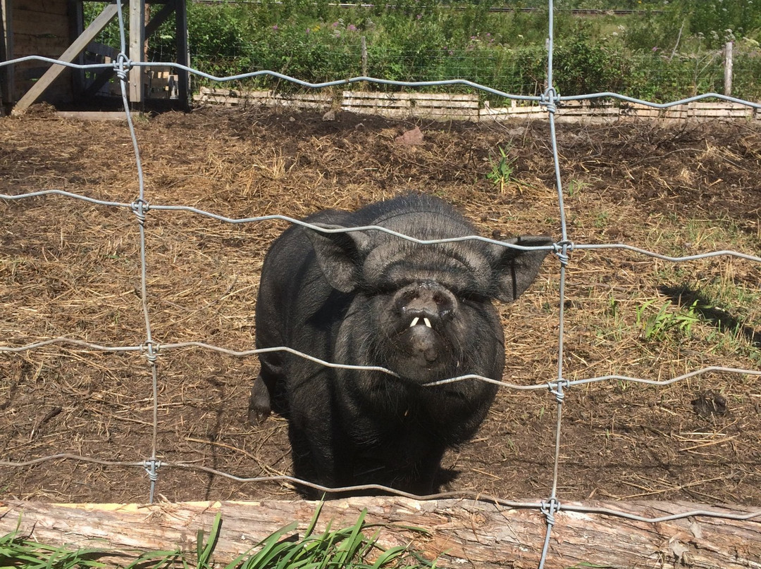 Ferme du Porc-Pic-Saint-Simon必去景点