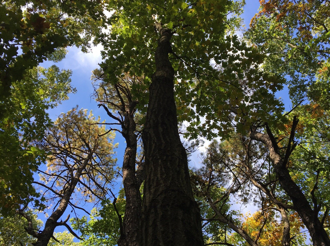 Mary Cummings Park-伯灵顿必去景点