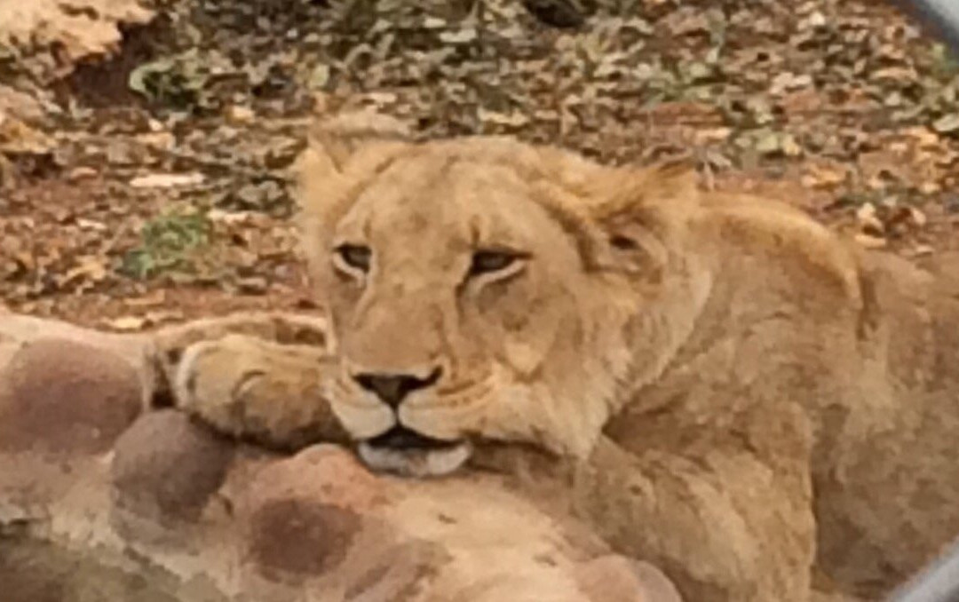 Not For Sissies Tours & Adventures-约翰内斯堡必去景点