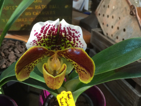 Bulleen Art and Garden-布林区必去景点