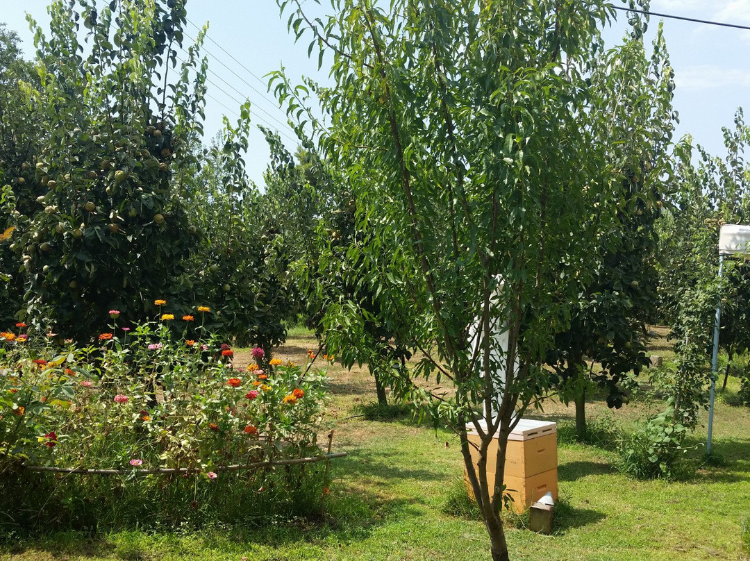 Klio's Honey Farm景点图片