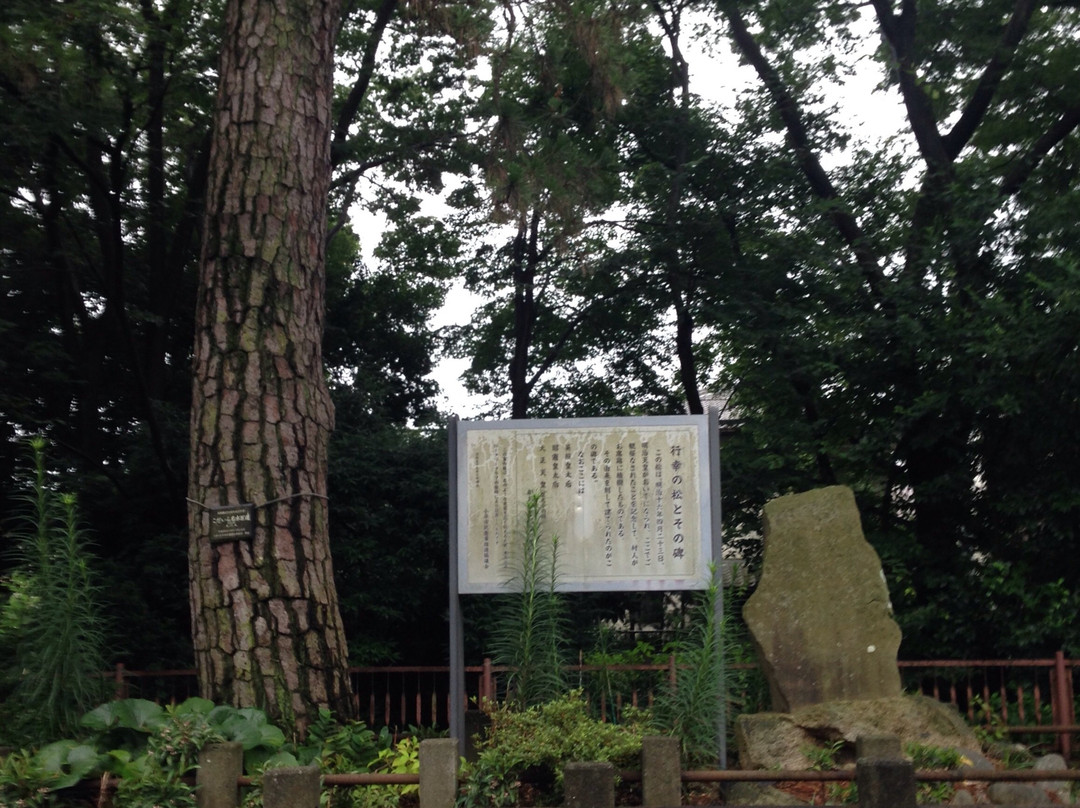 Gyoko Pine Tree and Its Monument景点图片