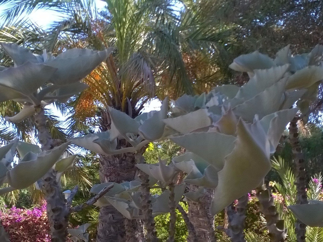 Jardín Botánico El Albardinal景点图片