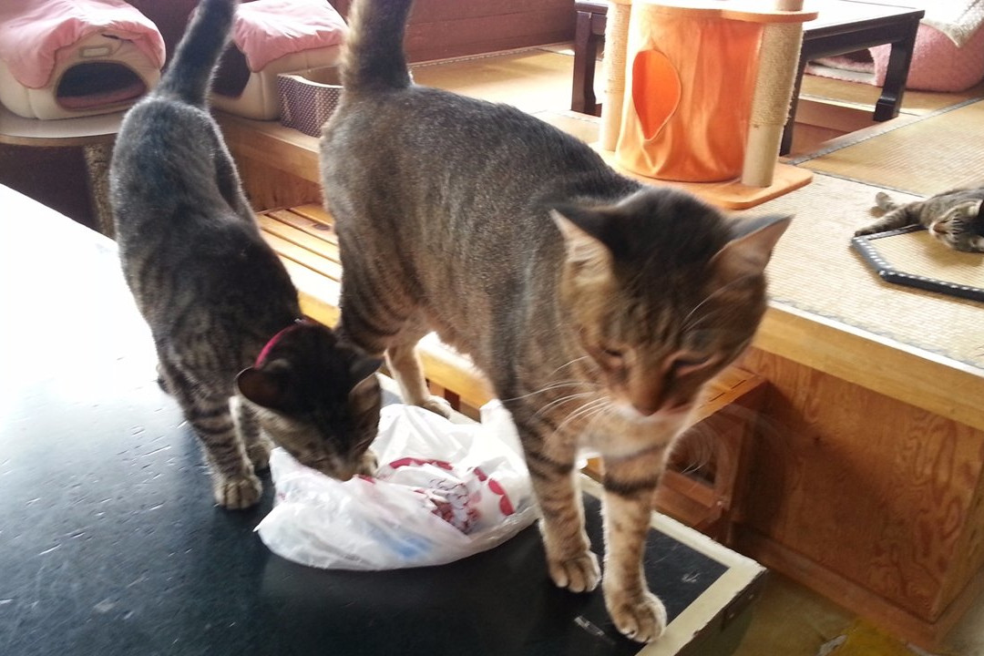 Ayabe Fureai Farm-绫部市必去景点