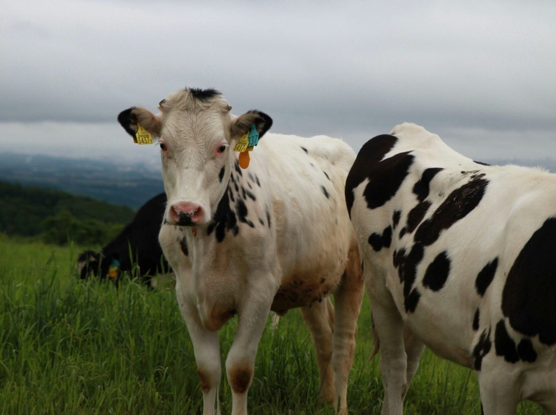 Shirotai Farm-七饭町必去景点