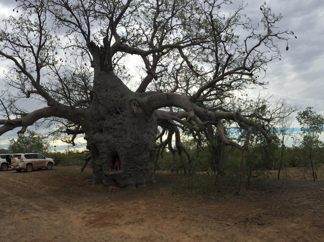 Boab Prison Tree景点图片