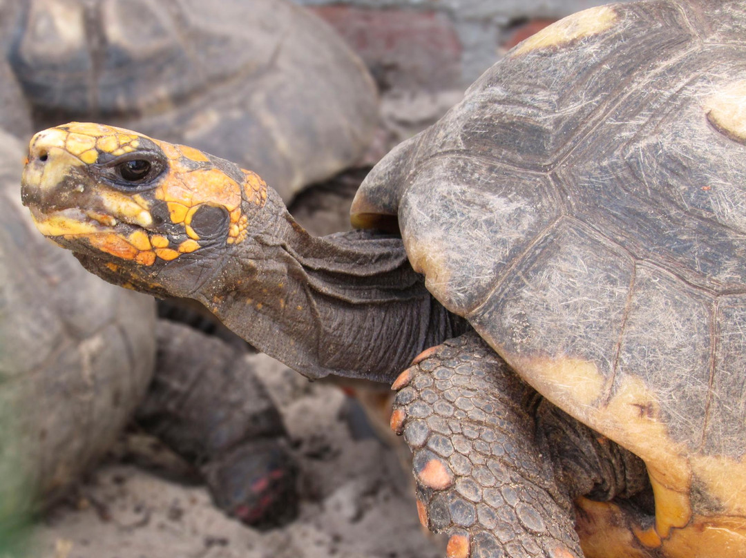 Museu de Ciências Naturais da Universidade Federal do Rio Grande do Sul – MUCIN-Imbe必去景点