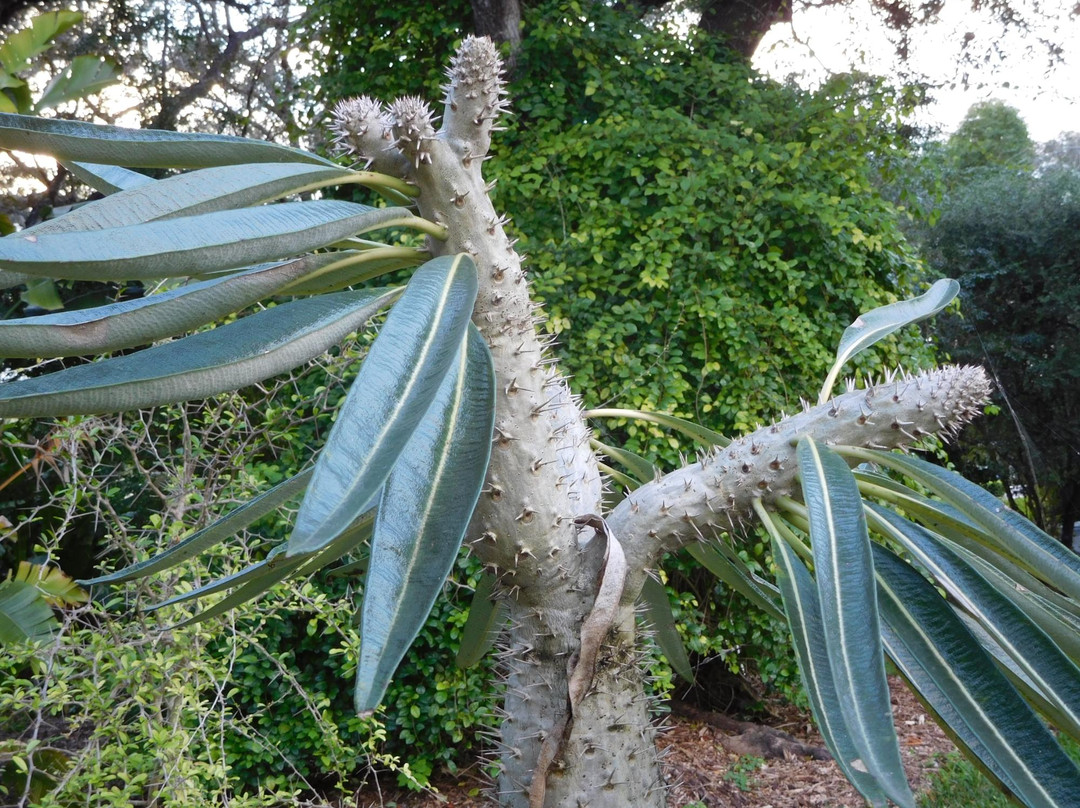 John G. Gifford Arboretum-科勒尔盖布尔斯必去景点