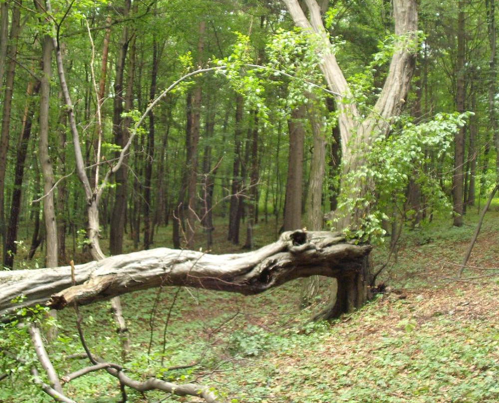 Viewing Platform on Czubatka