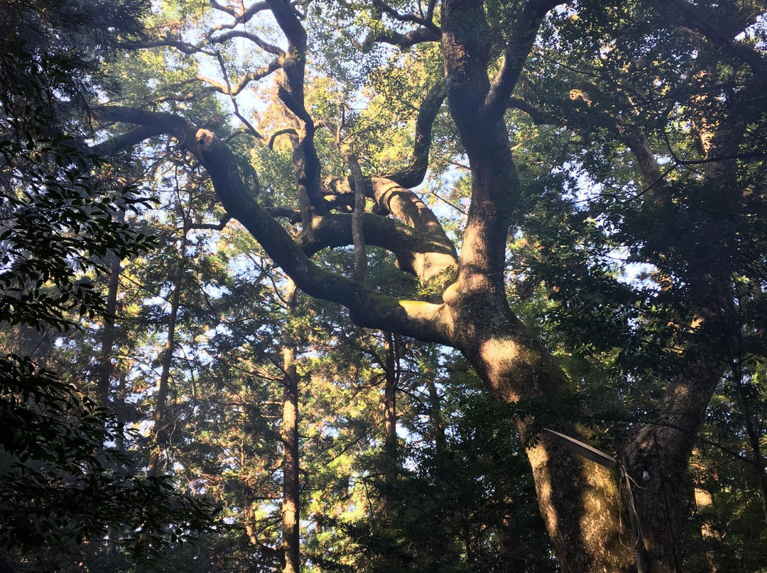 Wakamiya Hachimansha-佐伯市必去景点