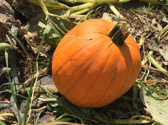 Aloun Farms-火奴鲁鲁必去景点