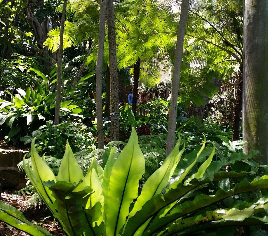 Wendy Whiteley's Secret Garden景点图片