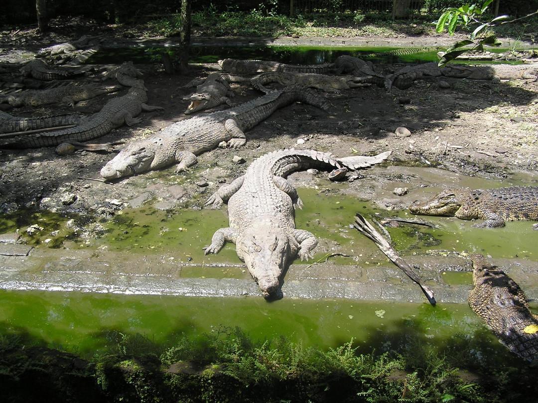 Crocodile and Reptile Indonesia Jaya Park-孟格威必去景点