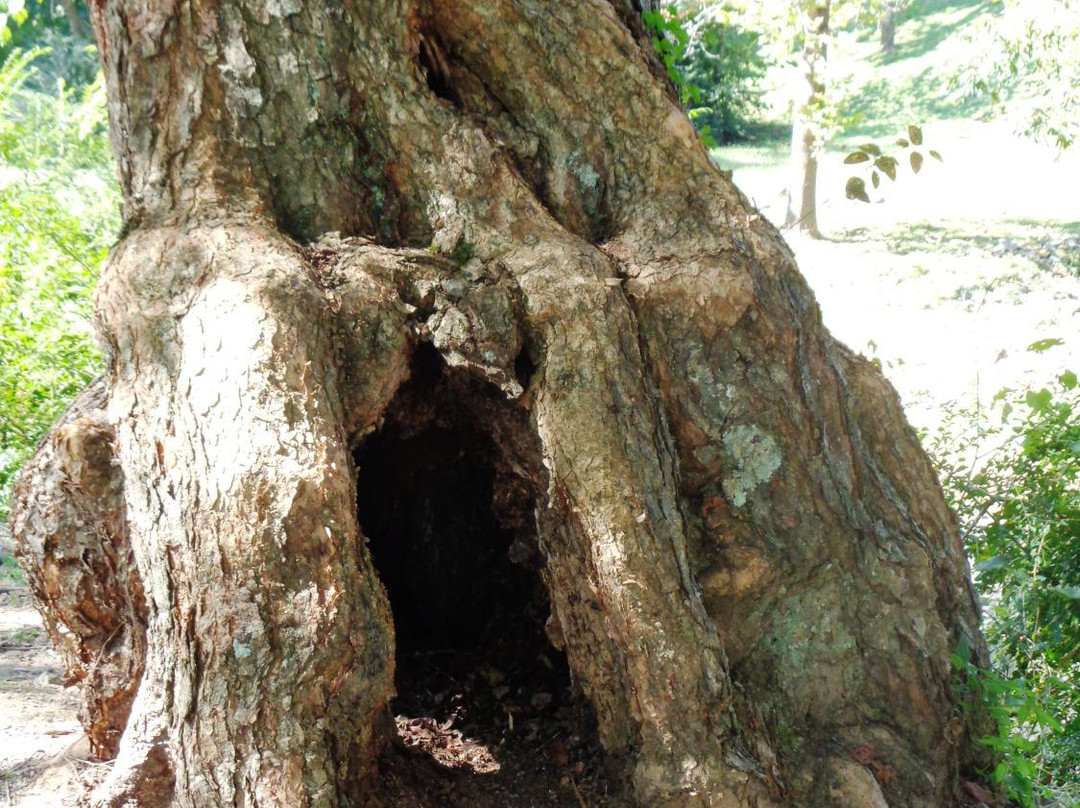 Yahoola Creek Park-达洛尼加必去景点