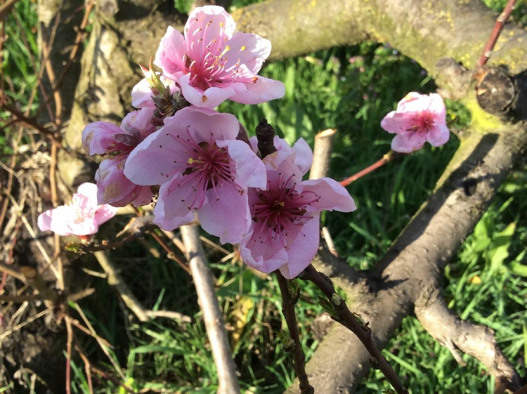 Azienda Agricola Cascina Ca' Rossa景点图片