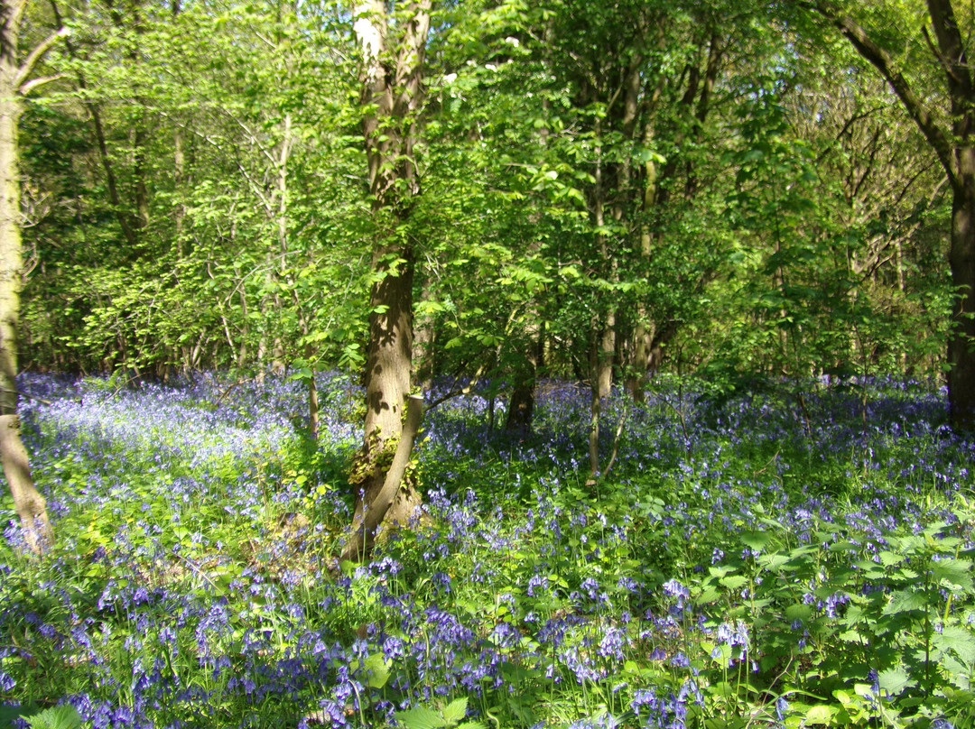 Hartshill Hayes Country Park-纽尼顿必去景点