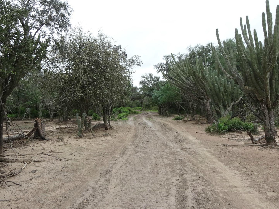 Parque Nacional El Impenetrable景点图片