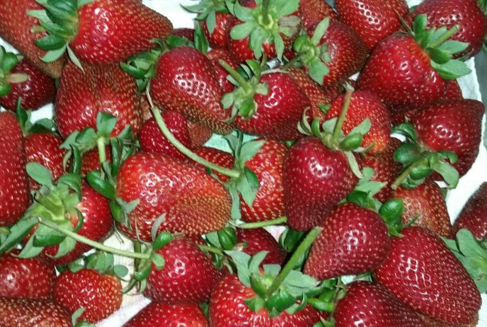 U-Pick Carlsbad Strawberry Company-卡尔斯巴德必去景点