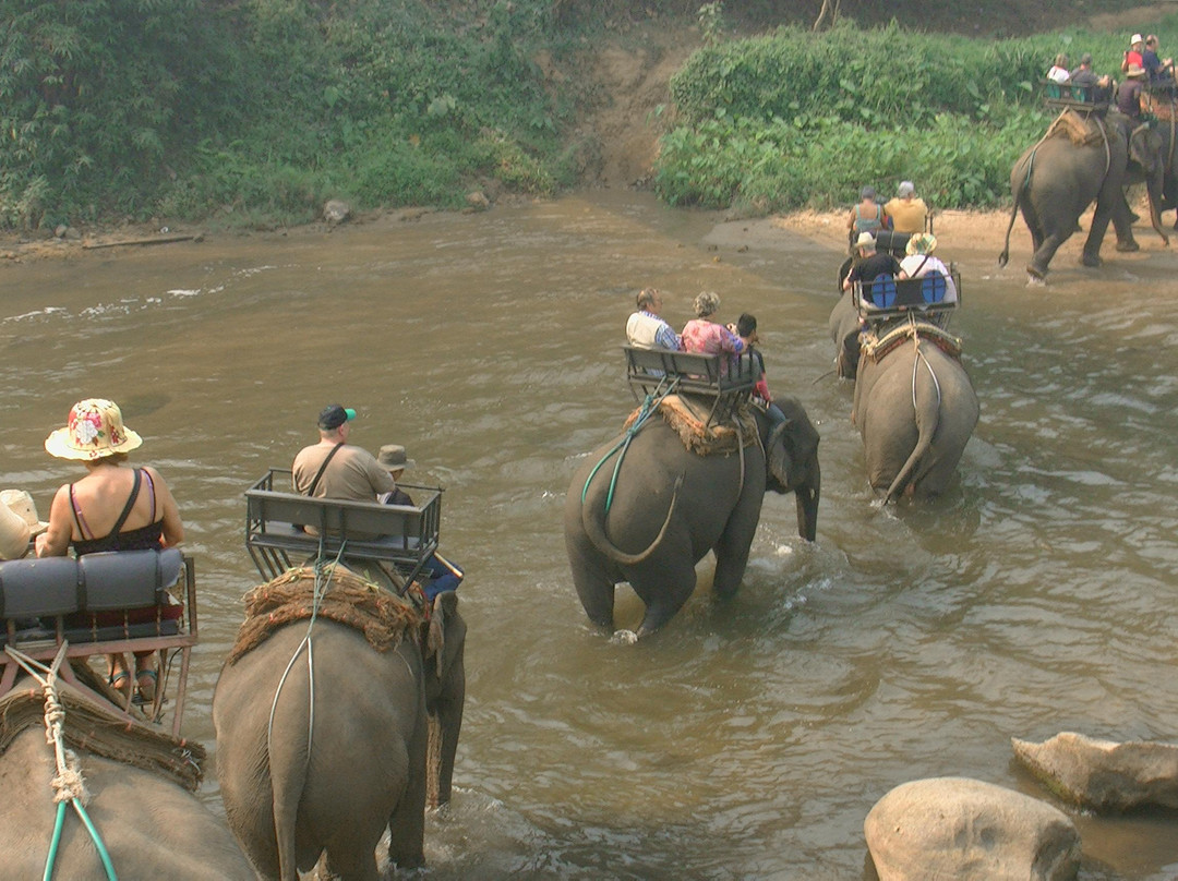 Maetaeng Elephant Park-夜登必去景点
